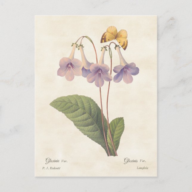 Lavender Gloxinia Vintage Botanical Illustration Postcard (Front)