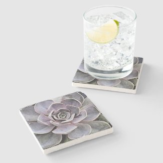 Lavender-gray colored Echeveria plant (succulent)