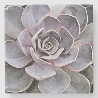 Lavender-gray colored Echeveria plant (succulent)