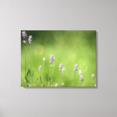 Lavender & Green Photography Art Canvas Print
