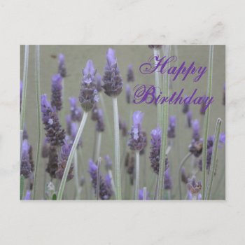 Lavender  Happy Birthday Postcard by DonnaGrayson_Photos at Zazzle