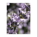 Lavender Herbs Postcards