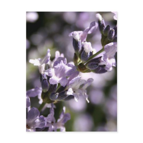 Lavender Herbs Postcards