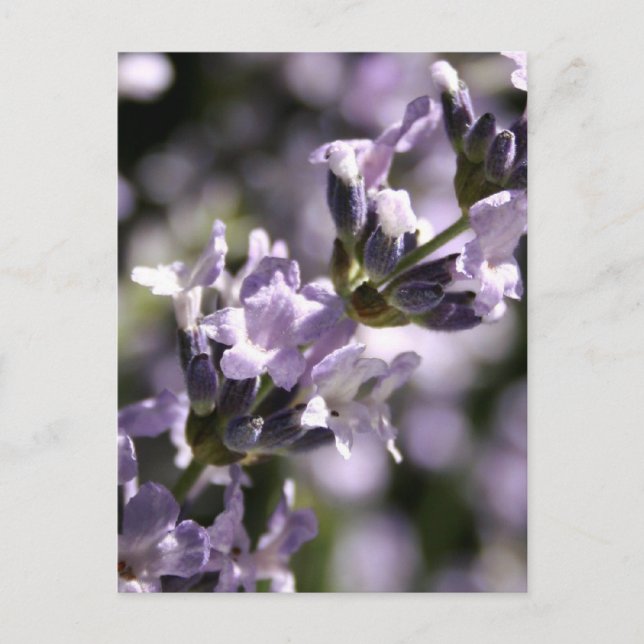 Lavender Herbs Postcards (Front)