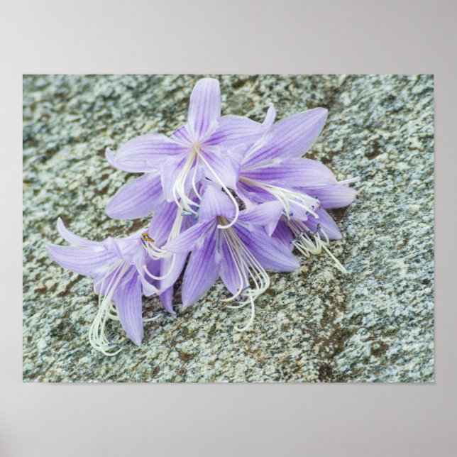 lavender hosta flowers in full bloom  poster (Front)
