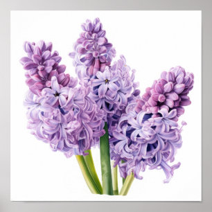 Lavender Hyacinth Flower Art Print Poster