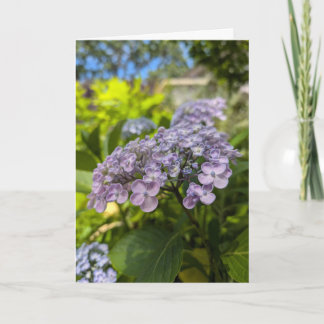 Lavender Hydrangea Blossoms Card