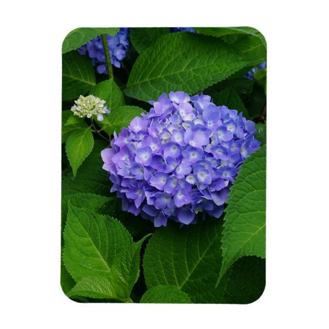 Lavender Hydrangea Magnet (Vertical)