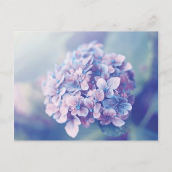 Lavender Hydrangea Postcard by RosaAzulStudio at Zazzle