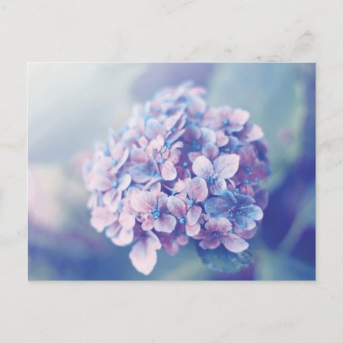 Lavender Hydrangea Postcard