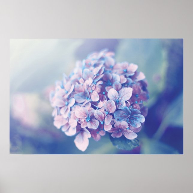 Lavender Hydrangea Poster (Front)