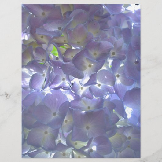 Lavender Hydrangeas purple flowers (Front)