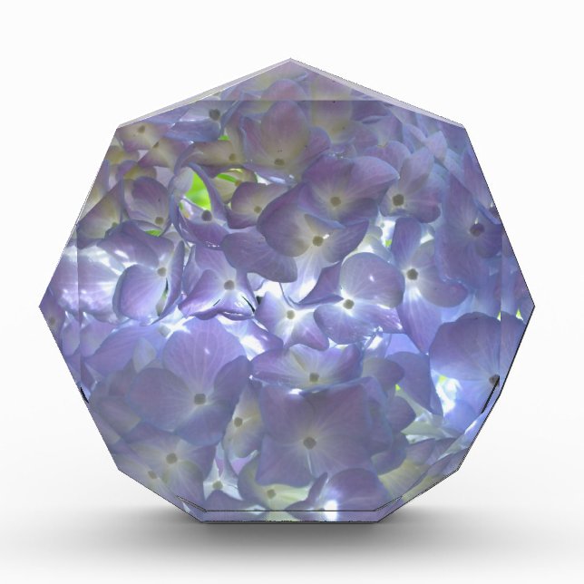 Lavender Hydrangeas purple flowers  Award (Front)