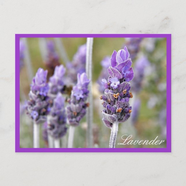 Lavender in bloom postcard (Front)