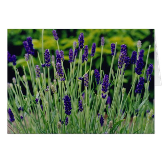 Lavender in Dublin, Ireland Card