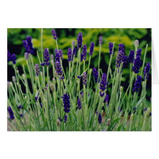 Lavender in Dublin, Ireland Cards (Front Horizontal)
