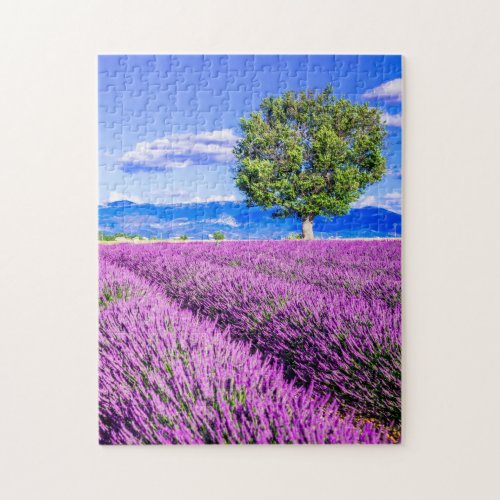 Lavender in Provence Jigsaw Puzzle