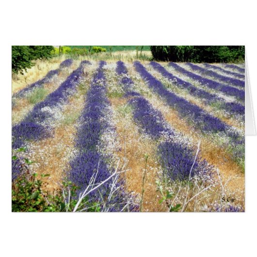Lavender in Provence, S Cyr Cards (Front Horizontal)