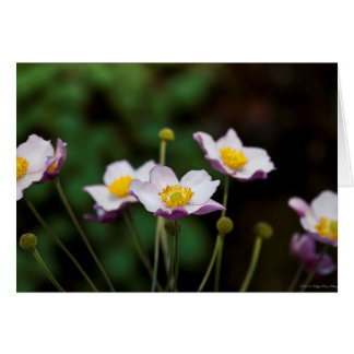 Lavender Japanese Anemone Cards