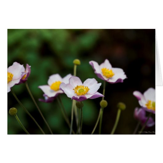 Lavender Japanese Anemone Cards (Front Horizontal)
