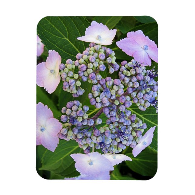 Lavender Lace Cap Hydrangea Bloom Magnet (Vertical)