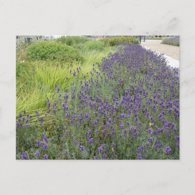 Lavender Landscape DIY Postcard (Front)