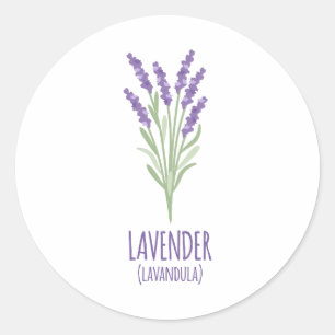 Lavender Lavandula Classic Round Sticker