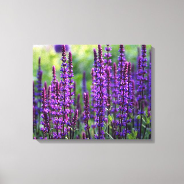 Lavender Lilac Photo Canvas Print (Front)