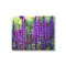 Lavender Lilac Photo Canvas