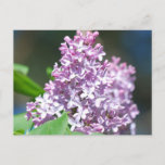 Lavender Lilac  Postcard