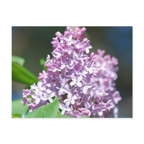 Lavender Lilac  Postcard