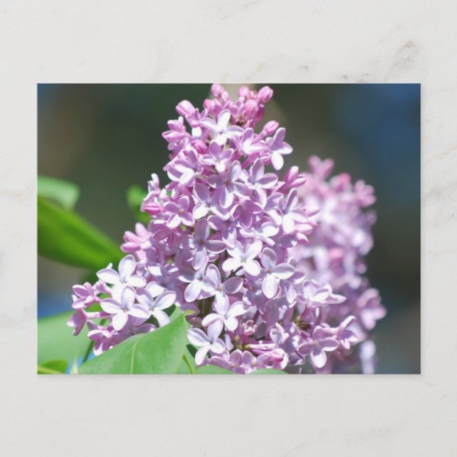 Lavender Lilac  Postcard (Front)