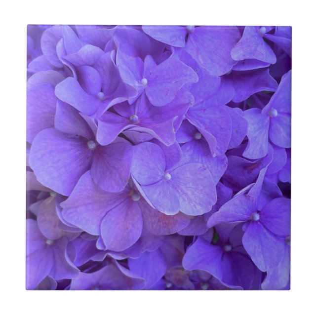 Lavender lilac purple Hydrangeas purple Flowers Ceramic Tile (Front)
