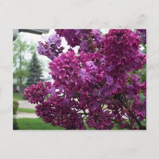 Lavender Lilacs Postcard