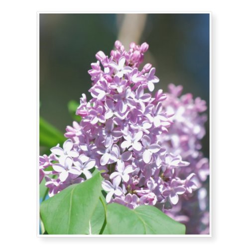 Lavender Lilacs Temporary Tattoos