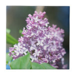 Lavender Lilacs Tile