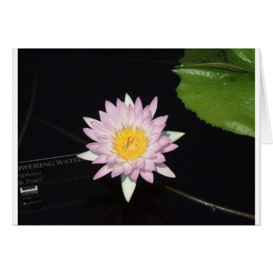 Lavender Lily Card
