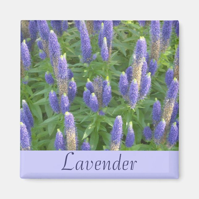 Lavender Magnet (Front)