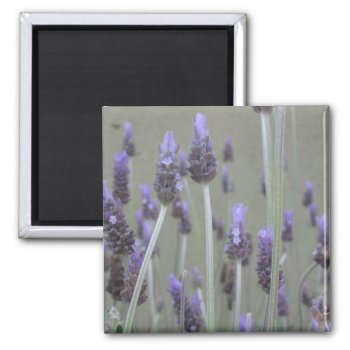 Lavender Magnet by DonnaGrayson_Photos at Zazzle