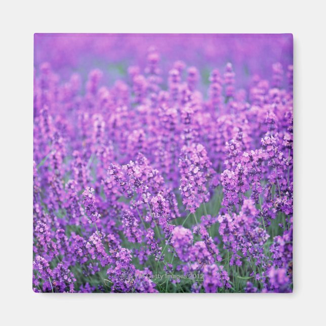 Lavender Magnet (Front)
