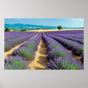Lavender Nature Outdoors Landscape Calm Peaceful Poster