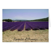 Lavender of Provence (Front Horizontal)