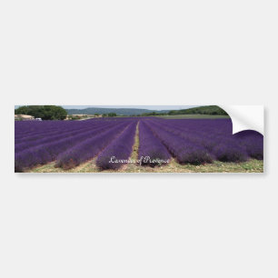 Lavender of Provence Bumper Sticker