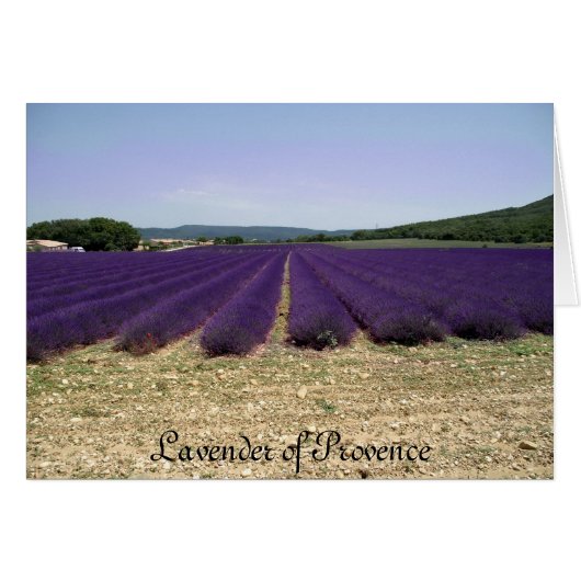 Lavender of Provence Cards (Front Horizontal)