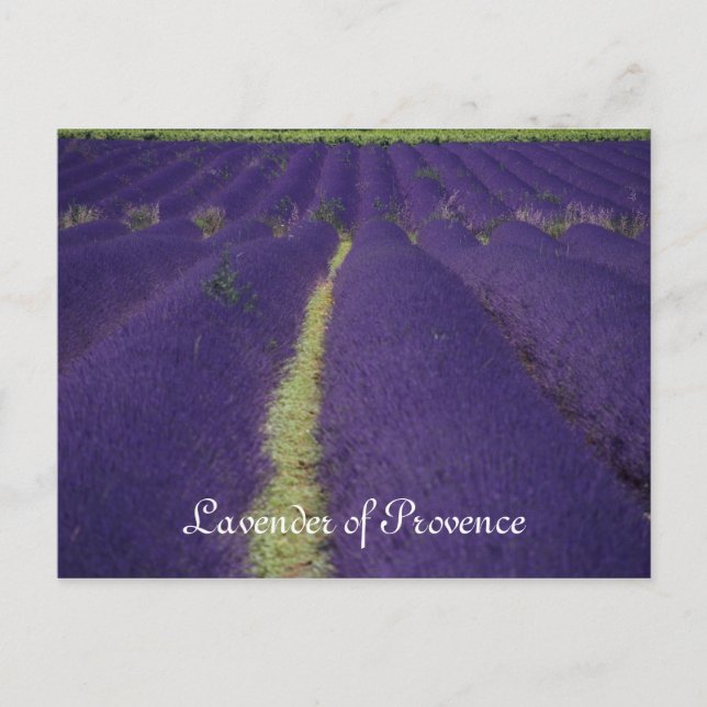 Lavender of Provence Postcard (Front)