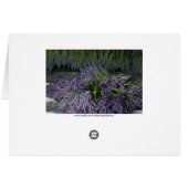 Lavender on Drying Rack Cards (Back Horizontal)