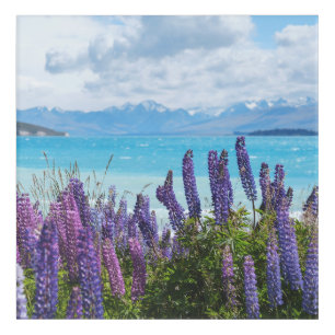 lavender on the lake shore acrylic print