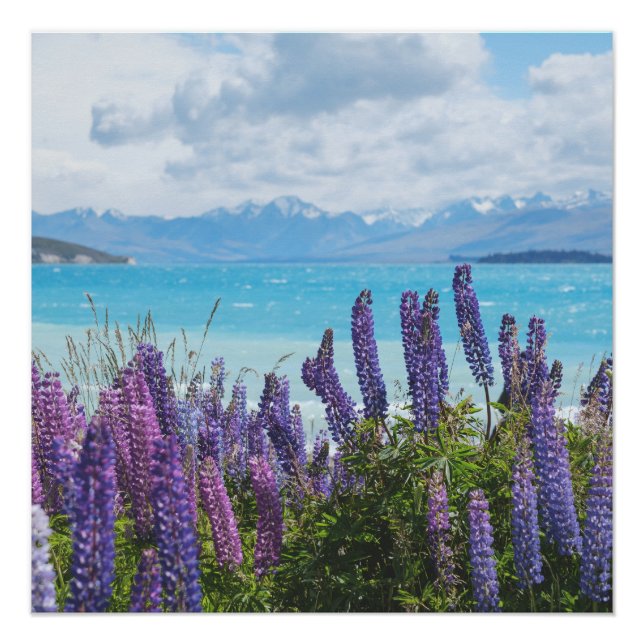 lavender on the lake shore poster (Front)