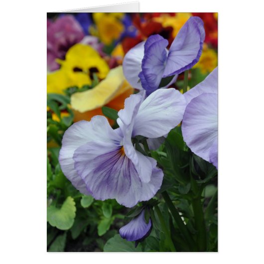 Lavender Pansies Cards (Front)