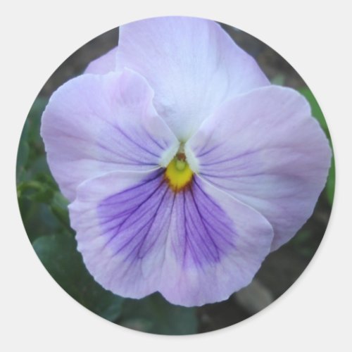 Lavender Pansy Sticker